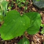 Smilax tamnoides Leaf