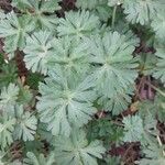 Geranium carolinianum Lehti