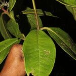 Miconia trinervia Hoja