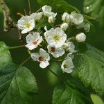 Crataegus mollis 花