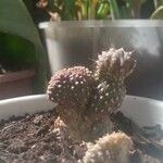 Cylindropuntia fulgida Folha