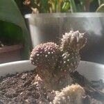 Cylindropuntia fulgida Листок