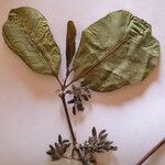 Vangueria madagascariensis Hoja