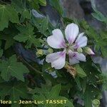 Malva acerifolia Other