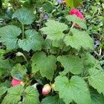 Rubus odoratus برگ