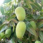 Mangifera indica Плод