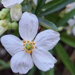 Choisya ternata Çiçek