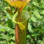 Sarracenia rubra Virág