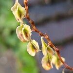 Fallopia baldschuanica Fruto