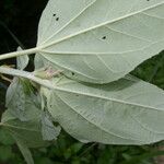 Croton argenteus Φύλλο