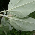 Croton argenteus Leaf