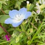 Nemophila menziesii Hoja
