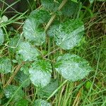 Rubus cuspidifer List