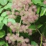 Aralia californica Flor