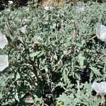 Datura ceratocaula Hábito