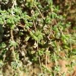 Drosanthemum floribundum Folio