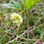 Cardamine enneaphyllos Kvet