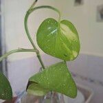 Epipremnum aureum Hoja