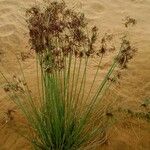 Cyperus conglomeratus Habit