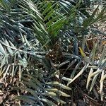 Syagrus microphylla Yeri