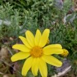 Senecio bahioides Flor