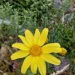 Senecio bahioides