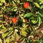 Rosa virginiana Fruto