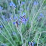 Lavandula pinnata Flower