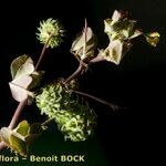 Medicago murex Otro