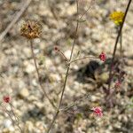 Eriogonum angulosum Staniste