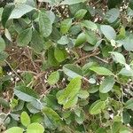 Feijoa sellowiana 葉