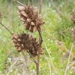 Glycyrrhiza echinata Fruit