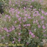 Erodium glaucophyllum ᱛᱟᱦᱮᱸ