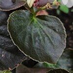 Begonia cucullata Leaf