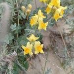 Linaria thymifolia Flor