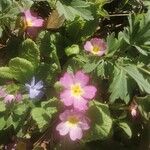 Primula vulgaris Flors