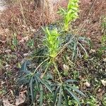 Helleborus foetidus Hoja