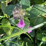 Clinopodium vulgare Leaf