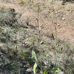 Bupleurum rigidum Leaf