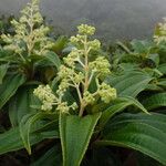 Miconia coriacea Hábito