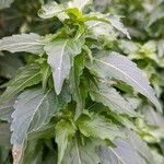 Mercurialis annua पत्ता