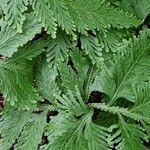 Selaginella umbrosa Habitatea