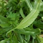 Grindelia hirsutula Fuelha