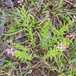 Polygala polygama Цветок