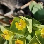 Euphorbia minuta 花