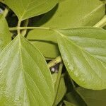 Canavalia rosea Leaf