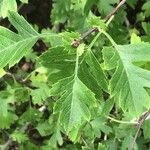 Crataegus atrorubens Leaf
