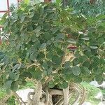 Ficus padana 整株植物