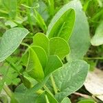 Aristolochia fontanesii Likasa