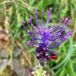 Muscari matritense Flower